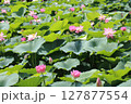 群生の中に咲くハス 127877554