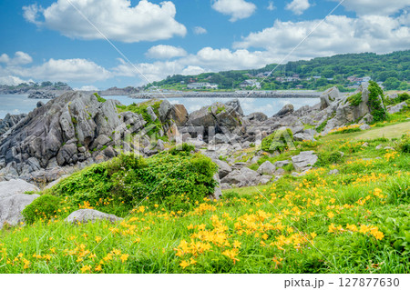 「青森県」渚に花咲く初夏の種差海岸・八戸市 127877630