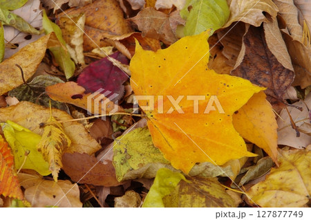 秋の落ち葉 秋の落ち葉 127877749