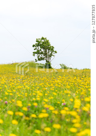 「青森県」初夏の花咲く葦毛崎の風景・種差海岸 127877835