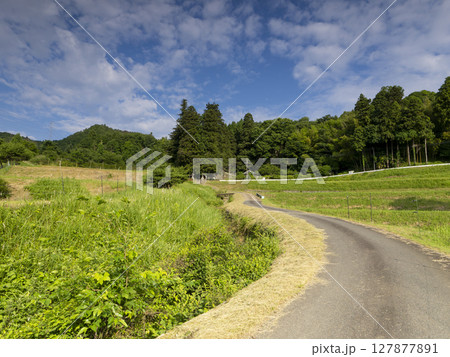 里山に祀られた神社の石灯籠と御神木 127877891