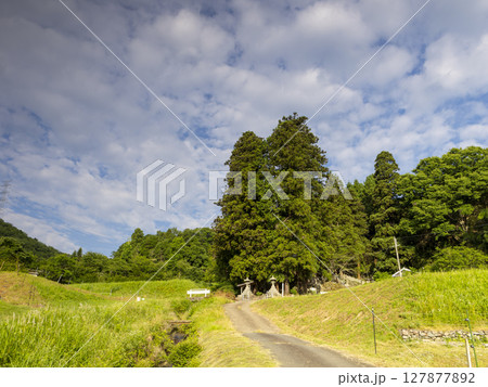 里山に祀られた神社の石灯籠と御神木 里山に祀られた神社の石灯籠と御神木 127877892
