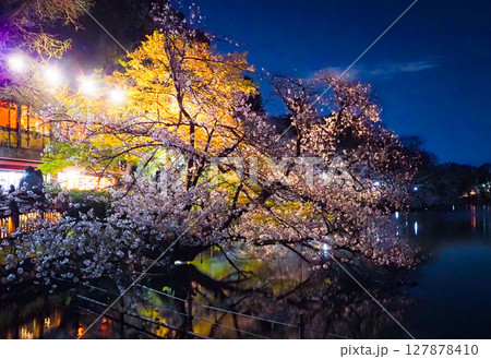 井の頭公園の夜桜 127878410