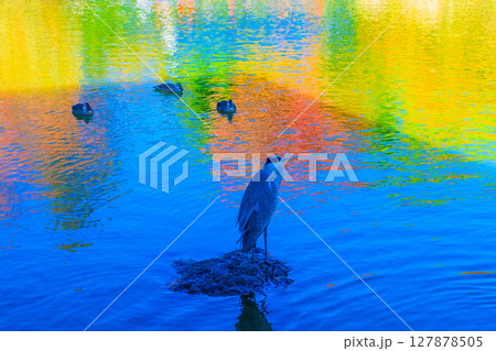 大仙公園の野鳥 127878505