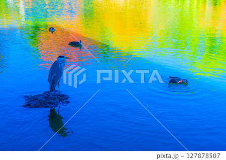 大仙公園の野鳥 127878507