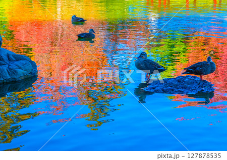 大仙公園の野鳥と紅葉が映る水面 大仙公園の野鳥と紅葉が映る水面 127878535