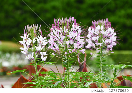クレオメ　Spider flower 127878620