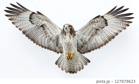magnificent griffin displays its impressive golden eagle wings and muscular lion like body Its fierce amber eyes are poised as if preparing roar, set against pure white backdrop 127878623