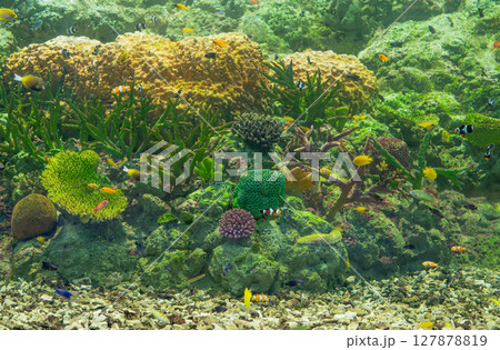 Underwater ecosystem displaying coral reef formations with diverse marine species swimming among waving aquatic plants in crystal clear tropical waters. Oceanic biodiversity. Coral reef habitat. 127878819