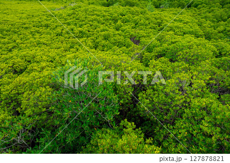 Green mangrove forest. Natural carbon sink and climate solution for corporations investing in blue carbon credits and environmental sustainability. Mangrove ecosystem. Climate change mitigation. 127878821