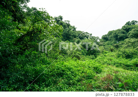 Landscape of tropical peat swamp forest. Natural carbon sink. Climate balance, biodiversity, and long-term sustainability. Wetland forest ecosystem filled with dense trees. Nature's carbon capture. 127878833