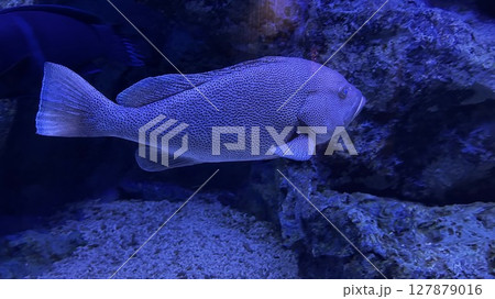 水中で泳ぐハタ(マダラハタ) 水中で泳ぐハタ(マダラハタ) 127879016