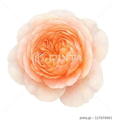 水彩タッチで描くアブラハム・ダービーの華 127879061