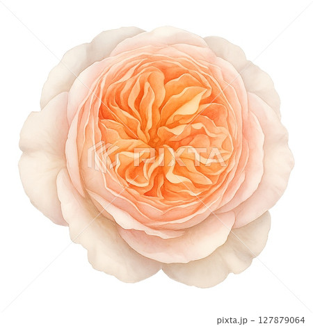 水彩風⭐︎イングリッシュローズ⭐︎アブラハムダービー⭐︎ 絹のような花弁の競演 127879064