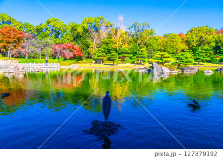 大仙公園 日本庭園の紅葉 大仙公園 日本庭園の紅葉 127879192