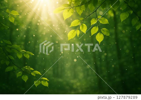 爽やかな新緑と太陽 爽やかな新緑と太陽 127879289