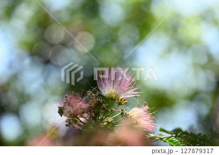 マメ科・ネムノキ(合歓木)の花 マメ科・ネムノキ(合歓木)の花 127879317