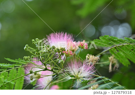 マメ科・ネムノキ(合歓木)の花 マメ科・ネムノキ(合歓木)の花 127879318