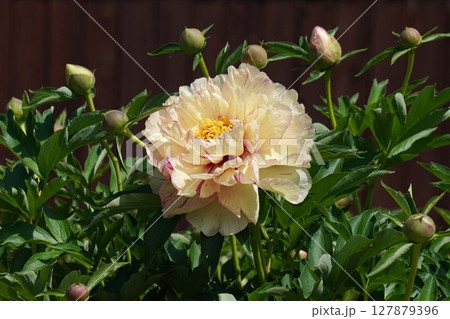 芍薬の花"ロリポップ"2025年5月 127879396