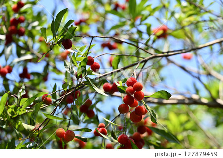 初夏のヤマモモ（山桃） 127879459