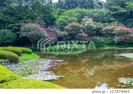 皇居東御苑の庭園 127879465