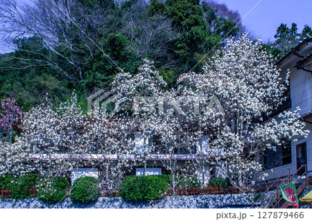 モクレン茶屋 127879466