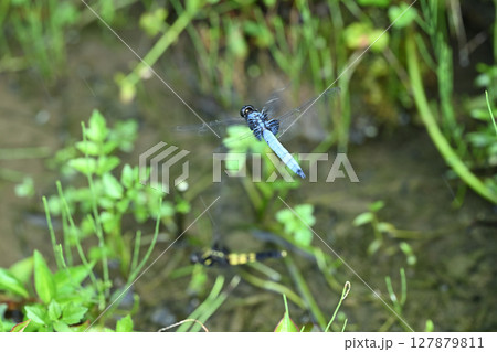 警護中のオオシオカラトンボ（大塩辛蜻蛉）♂ 127879811