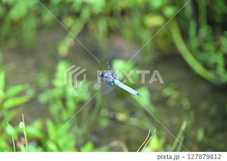 警護中のオオシオカラトンボ（大塩辛蜻蛉）♂ 127879812