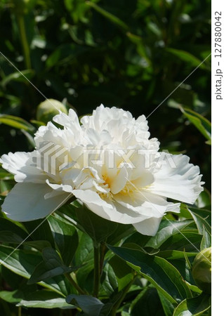 芍薬の花"花香殿"2025年5月 芍薬の花"花香殿"2025年5月 127880042