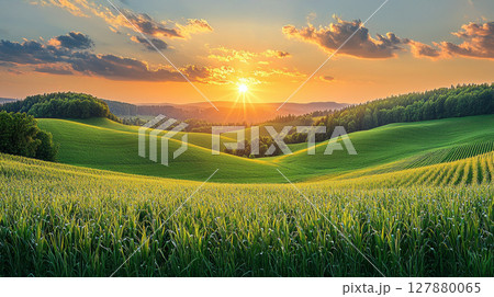 vineyard basking in warm light of golden hour, verdant grapevines stretching across rolling hills, epitomizing serenity and charm of winemaking landscapes 127880065