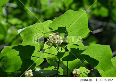 ノウゼンカズラ科落葉樹・キササゲの花 127880462