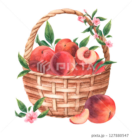 Handmade Watercolor Basket with Peaches. Basket with harvest Handmade Watercolor Basket with Peaches. Basket with harvest 127880547
