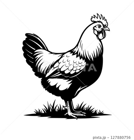 Vector of a Fayoumi chicken stands proudly on a patch of grass. 127880756