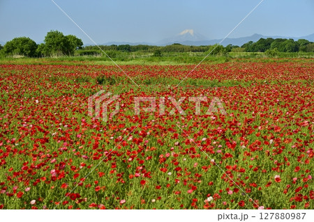 鴻巣市荒川畔のポピーの花畑に富士山 127880987