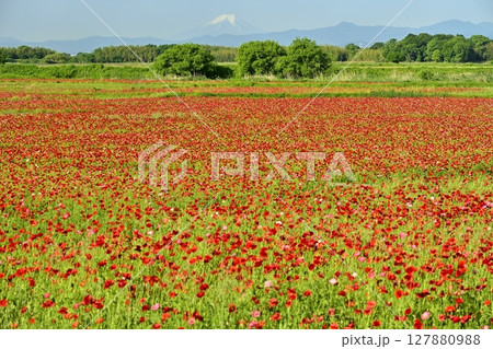 鴻巣市荒川畔のポピーの花畑に富士山 鴻巣市荒川畔のポピーの花畑に富士山 127880988