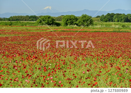 鴻巣市荒川畔のポピーの花畑に富士山 鴻巣市荒川畔のポピーの花畑に富士山 127880989