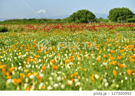 鴻巣市荒川畔のポピーの花畑に富士山 127880992