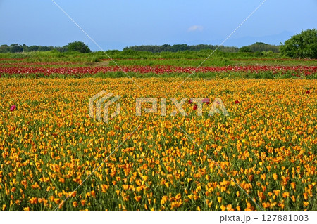 鴻巣市荒川畔のポピーの花畑に富士山 127881003