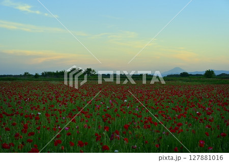 鴻巣市荒川畔のポピーの花畑に富士山 127881016