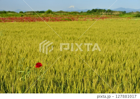 鴻巣市荒川畔のポピーの花と麦畑に富士山 鴻巣市荒川畔のポピーの花と麦畑に富士山 127881017