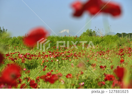 鴻巣市荒川畔のポピーの花畑に富士山 127881025