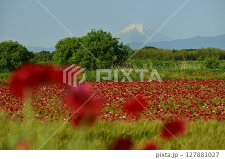 鴻巣市荒川畔のポピーの花畑に富士山 鴻巣市荒川畔のポピーの花畑に富士山 127881027