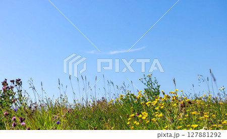 自然光輝く野草と青空の爽やかな風景 127881292