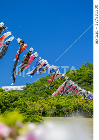 《若宮公園》青空に泳ぐ鯉のぼりとつつじ（神奈川県厚木市） 127881500