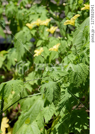 Bitter melon 真夏の家庭菜園で育てる夏野菜,ゴーヤ(ゴーヤー)の花,広角ワイド・全体撮り Bitter melon 真夏の家庭菜園で育てる夏野菜,ゴーヤ(ゴーヤー)の花,広角ワイド・全体撮り 127882041