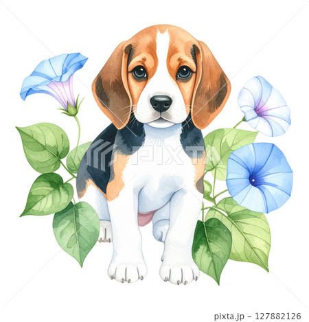 朝顔の花とビーグルの水彩画イラスト1／チラシやポスター用素材 127882126