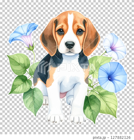 朝顔の花とビーグルの水彩画イラスト1／チラシやポスター用素材 127882126