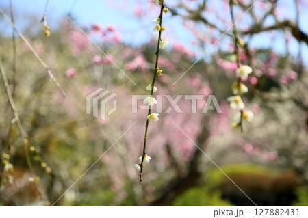 爽やか　白梅の花 127882431