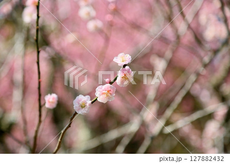 可愛い 淡桃色の梅の花 可愛い 淡桃色の梅の花 127882432