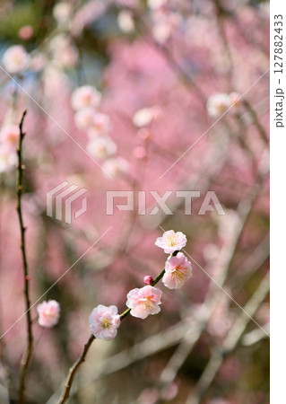 可愛い　淡桃色の梅の花 127882433